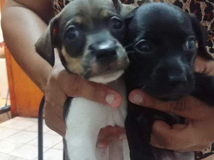 Cachorro ra a Vira lata idade Abaixo de 2 meses nome Não tem.