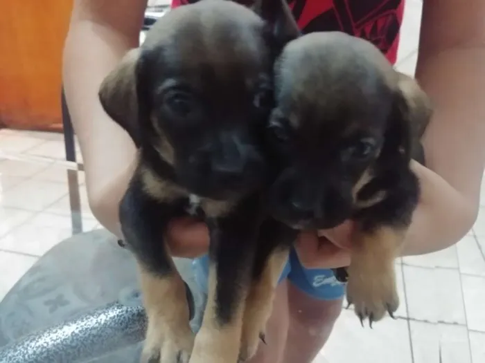 Cachorro ra a Vira lata idade Abaixo de 2 meses nome Não tem.