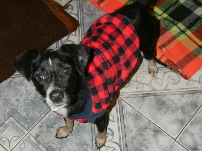 Cachorro raça SRD idade 1 ano nome NINO