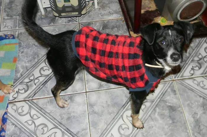 Cachorro raça SRD idade 1 ano nome NINO