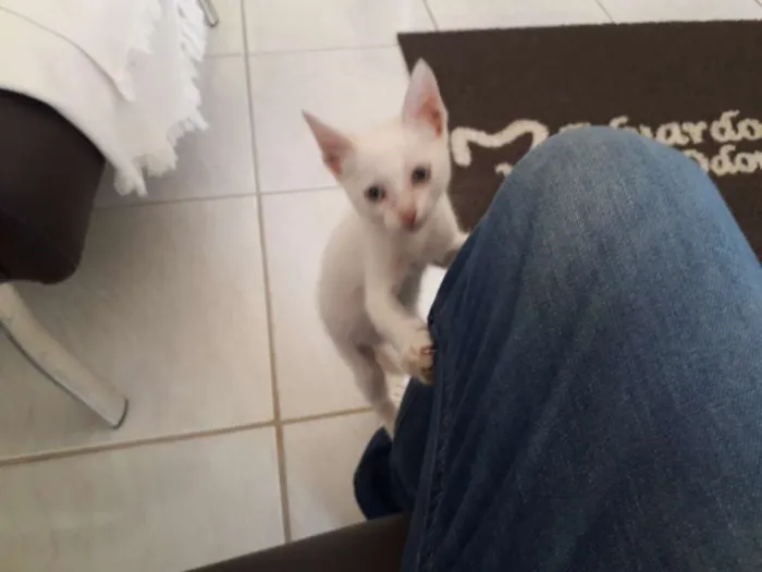 Gato ra a SRD idade 2 a 6 meses nome Alvinho