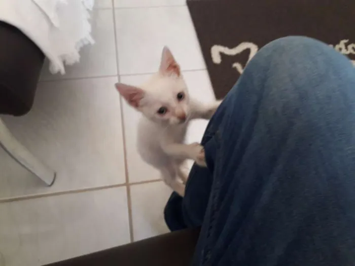 Gato ra a SRD idade 2 a 6 meses nome Alvinho
