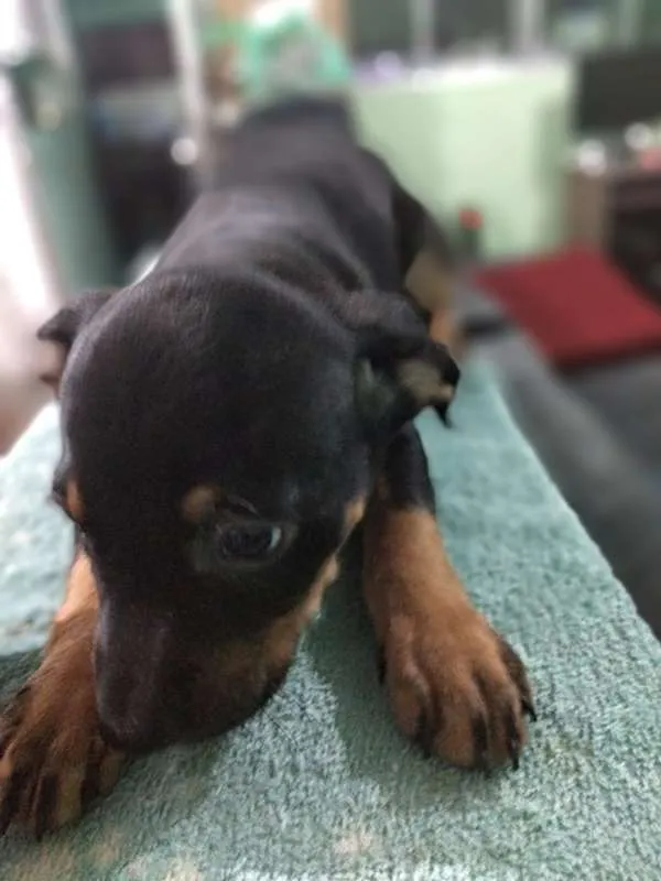 Cachorro ra a Boxer/SRD idade 2 a 6 meses nome Filhotes