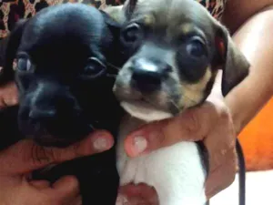 Cachorro raça Vira lata idade Abaixo de 2 meses nome Não tem.