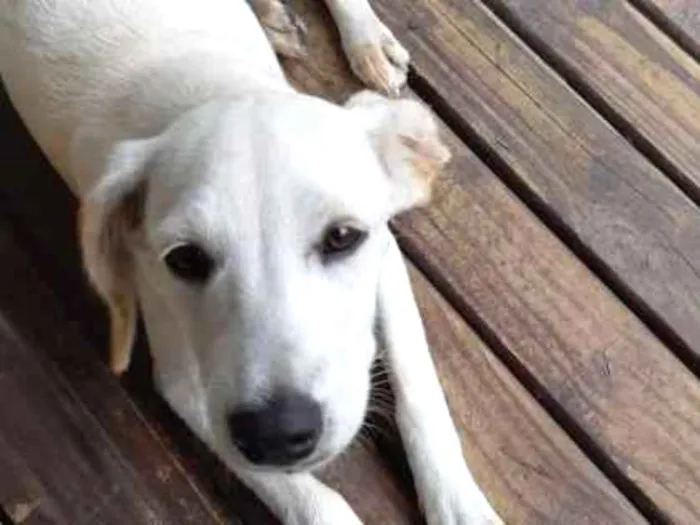 Cachorro ra a Labra lata idade 7 a 11 meses nome Lua