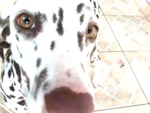 Cachorro raça Dálmata  idade 7 a 11 meses nome Lara