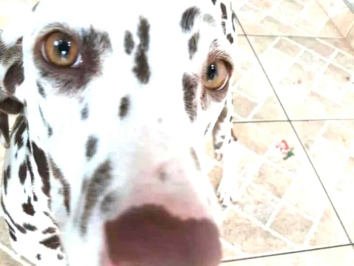 Cachorro ra a Dálmata  idade 7 a 11 meses nome Lara