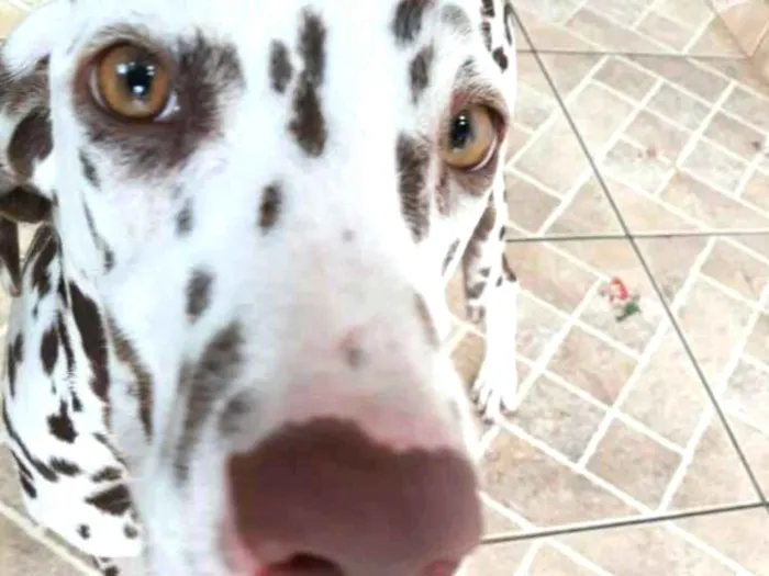 Cachorro ra a Dálmata  idade 7 a 11 meses nome Lara