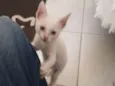 Alvinho