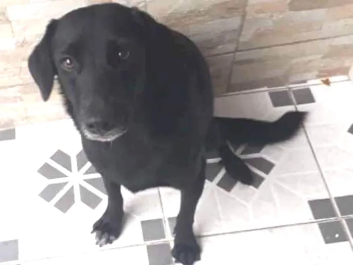 Cachorro ra a Sem raça definida idade 7 a 11 meses nome Princesa