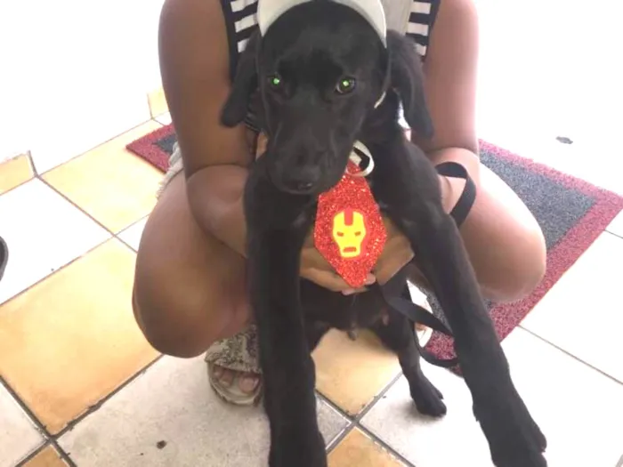 Cachorro ra a Srd  idade 2 a 6 meses nome Bob
