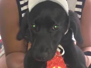 Cachorro raça Srd  idade 2 a 6 meses nome Bob