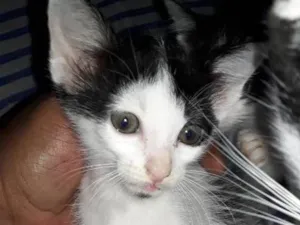 Gato raça Vira lata idade 2 a 6 meses nome Sem nomes