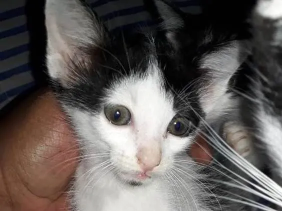 Gato ra a Vira lata idade 2 a 6 meses nome Sem nomes