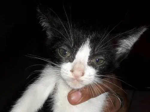Gato ra a Vira lata idade 2 a 6 meses nome Sem nomes