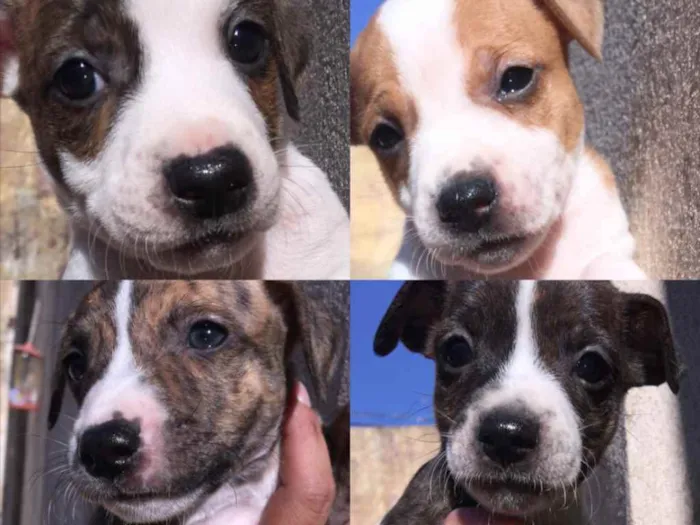 Cachorro ra a  idade Abaixo de 2 meses nome não há nomes