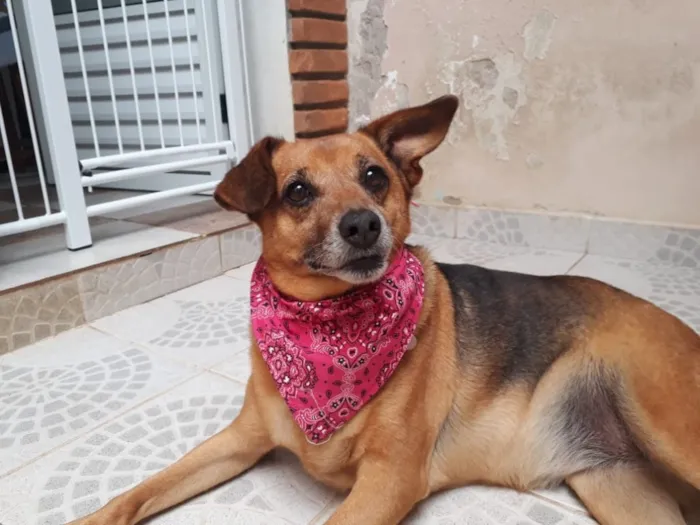 Cachorro ra a SRD  idade 2 anos nome AMELIE