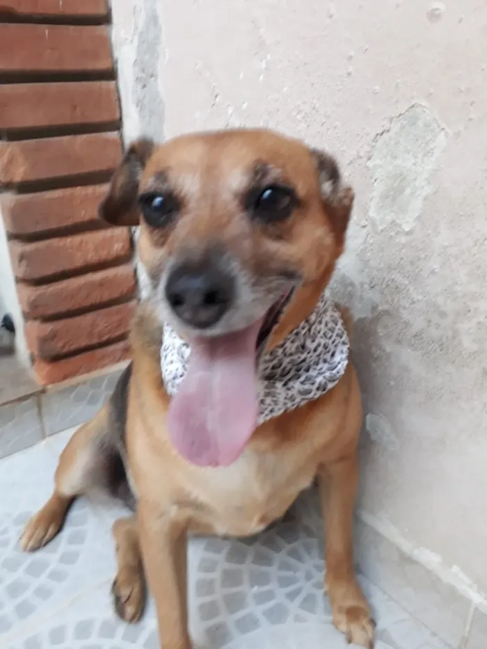 Cachorro ra a SRD  idade 2 anos nome AMELIE