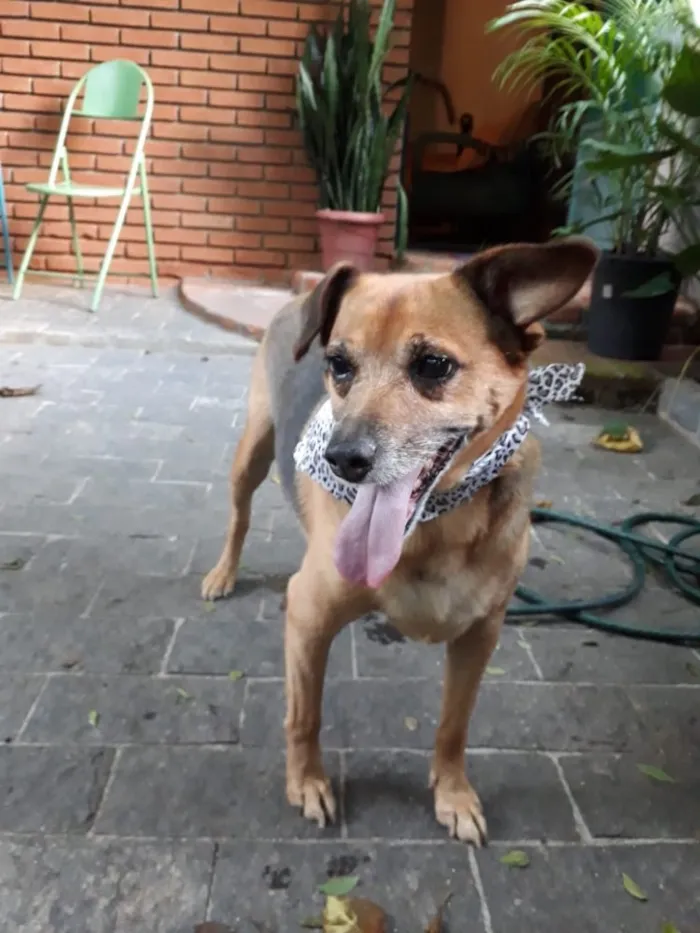 Cachorro ra a SRD  idade 2 anos nome AMELIE