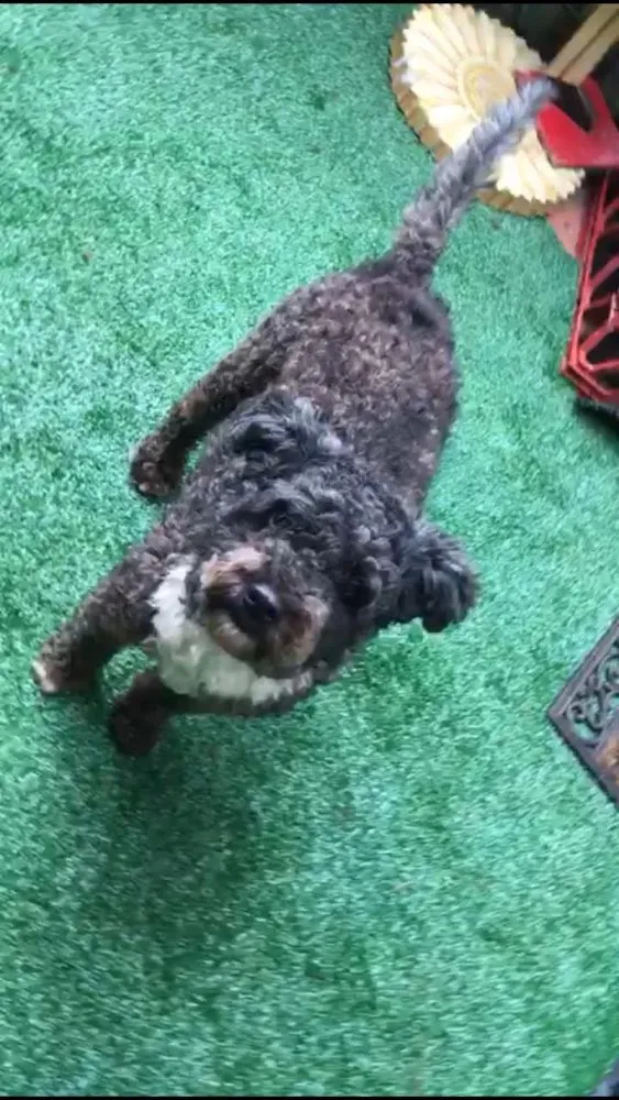 Cachorro ra a POODLE idade 2 anos nome AMANDA 
