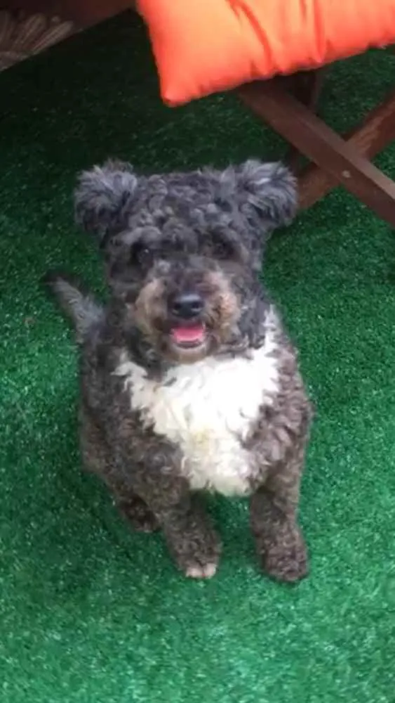 Cachorro ra a POODLE idade 2 anos nome AMANDA 