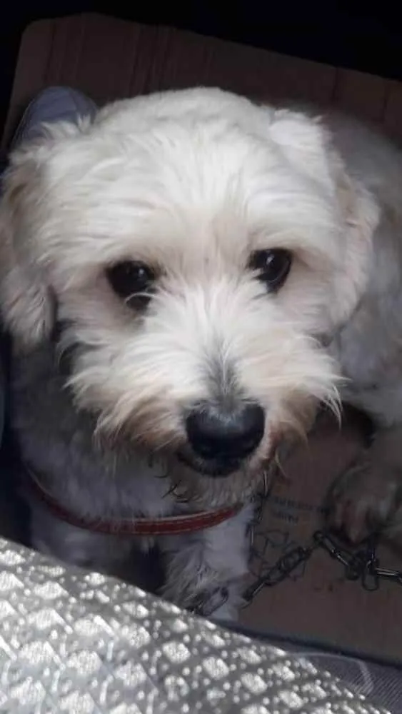Cachorro ra a SRD MIX BICHON FRISE idade 1 ano nome FLOQUINHO