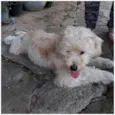 FLOQUINHO