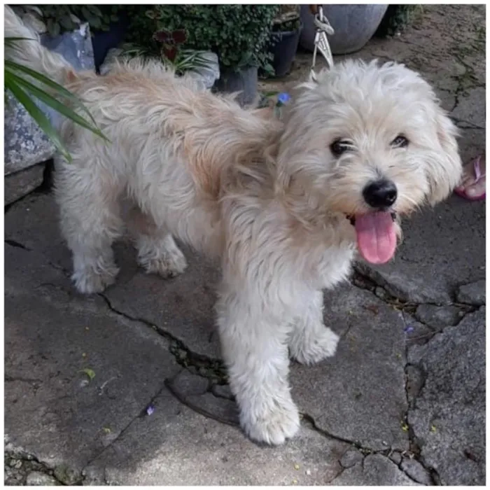 Cachorro ra a SRD MIX BICHON FRISE idade 1 ano nome FLOQUINHO