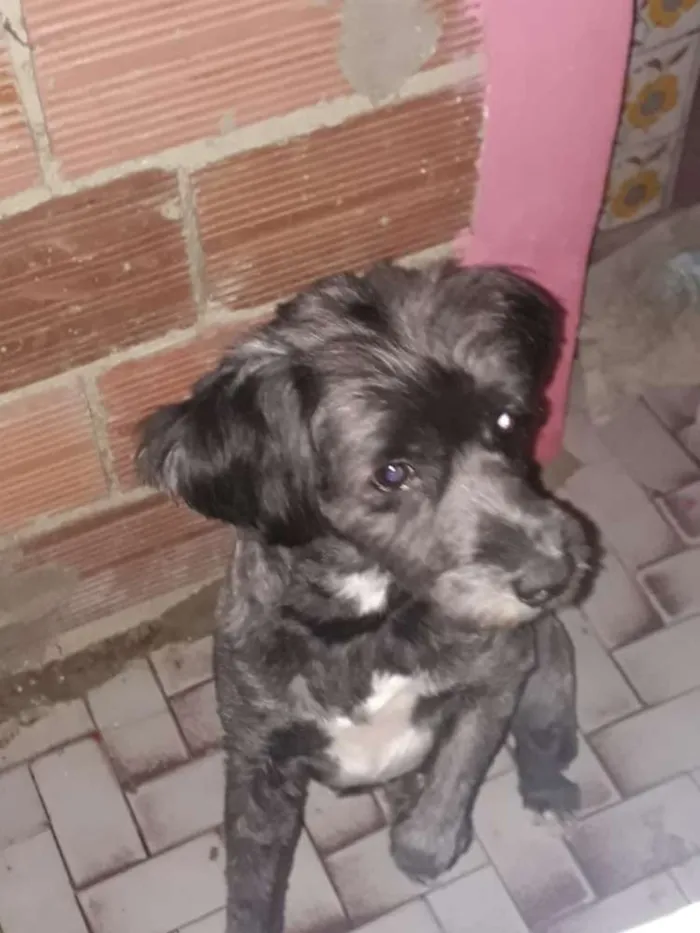 Cachorro ra a Misto vira-lata com pudlee idade 5 anos nome Luck