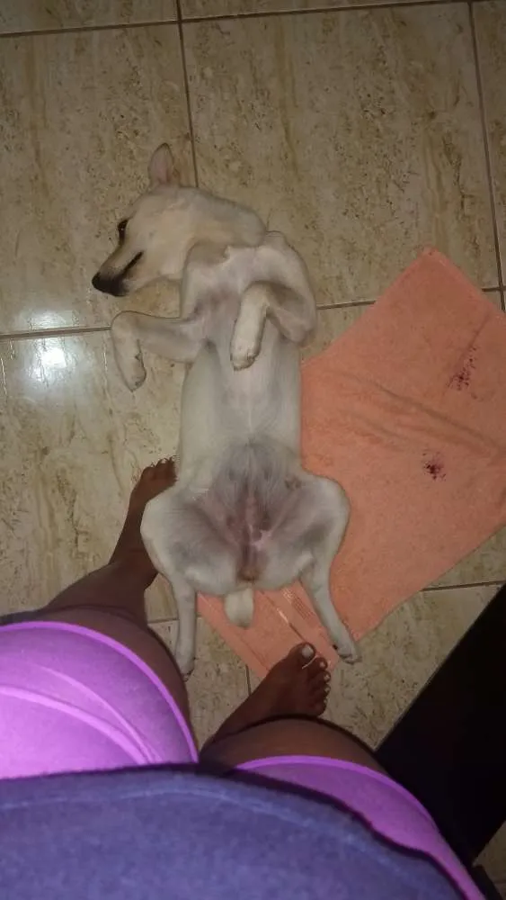 Cachorro raça Viralata idade 7 a 11 meses nome Nina