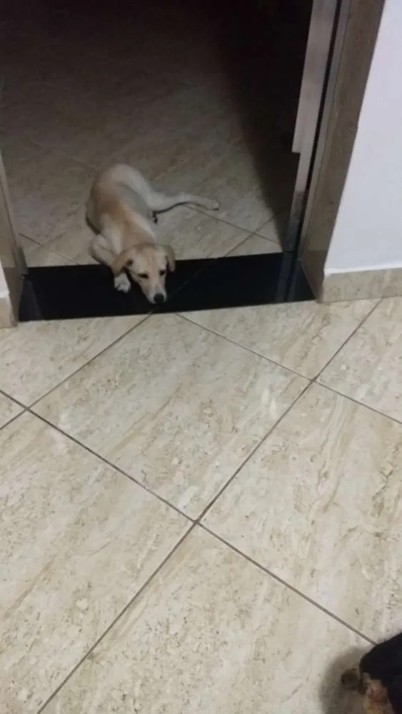 Cachorro raça Viralata idade 7 a 11 meses nome Nina