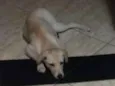 Nina