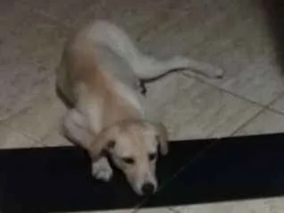 Cachorro raça Viralata idade 7 a 11 meses nome Nina