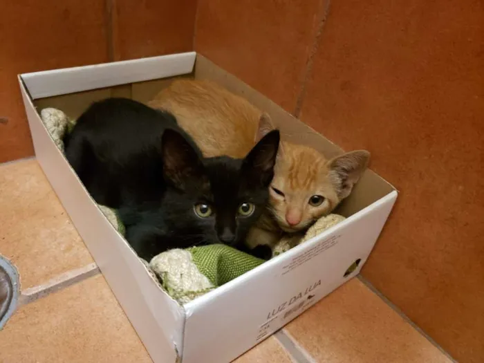 Gato ra a  idade 2 a 6 meses nome Irmãos Fofinhos