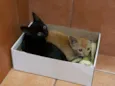 Irmãos Fofinhos