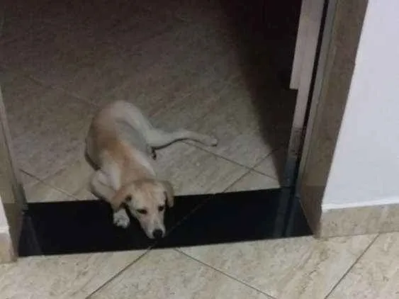 Cachorro raça Viralata idade 7 a 11 meses nome Nina