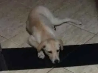 Cachorro raça Viralata idade 7 a 11 meses nome Nina