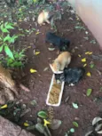 Irmãos Fofinhos