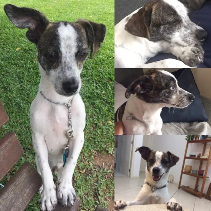 Cachorro ra a Vira lata idade 1 ano nome Tobias