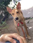 Menina