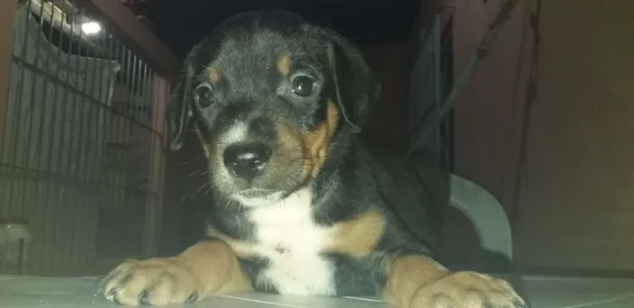 Cachorro ra a rottweiler com vira-lata idade Abaixo de 2 meses nome *Sem nome*