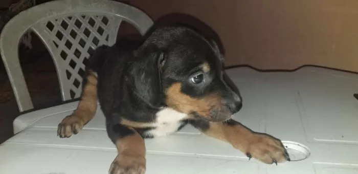 Cachorro ra a rottweiler com vira-lata idade Abaixo de 2 meses nome *Sem nome*