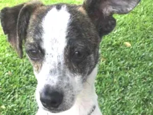 Cachorro raça Vira lata idade 1 ano nome Tobias