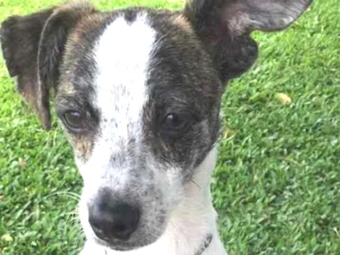 Cachorro ra a Vira lata idade 1 ano nome Tobias