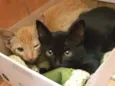 Irmãos Fofinhos