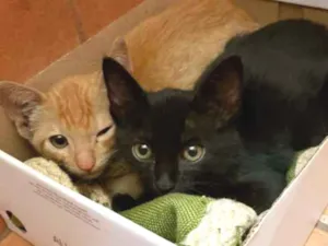 Gato raça  idade 2 a 6 meses nome Irmãos Fofinhos