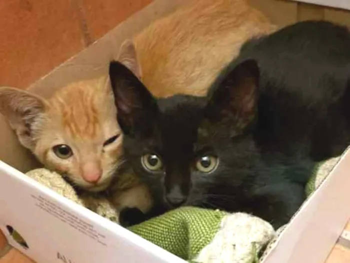Gato ra a  idade 2 a 6 meses nome Irmãos Fofinhos