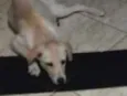 Nina