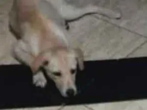 Cachorro raça Viralata idade 7 a 11 meses nome Nina