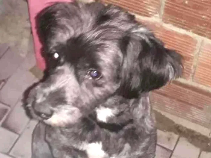 Cachorro ra a Misto vira-lata com pudlee idade 5 anos nome Luck